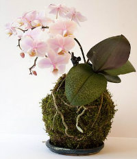 Kokedama moss ball with an orchid plant